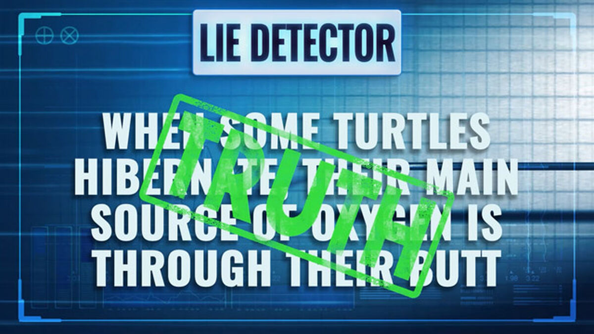 Lie Detector image number null